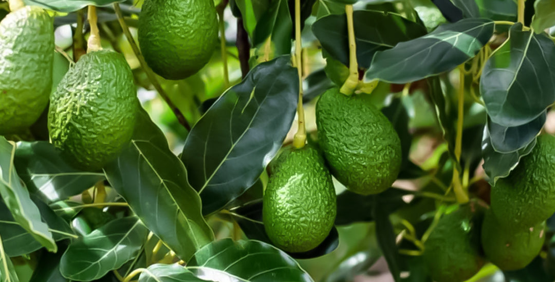 Leaves on avocado tree turning brown and Its Solutions