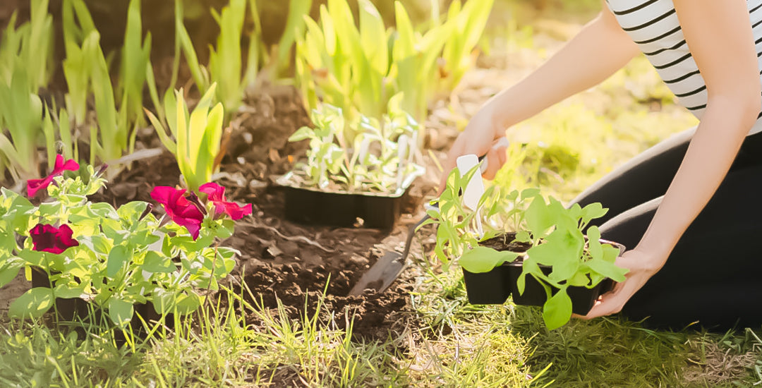 Gardening on a Budget: Affordable Ways to Improve Your Garden Design and Landscape