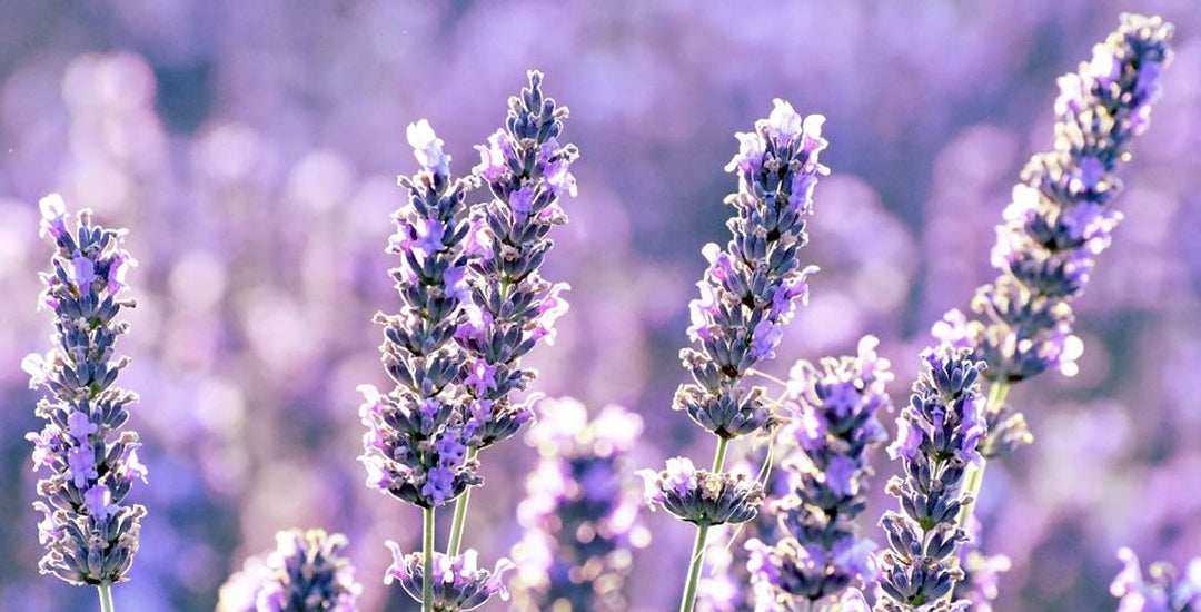 How To Grow Lavender