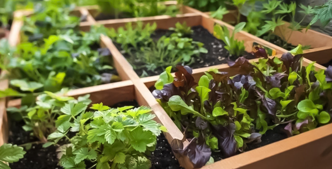 The Pros and Cons of Square Foot Gardening