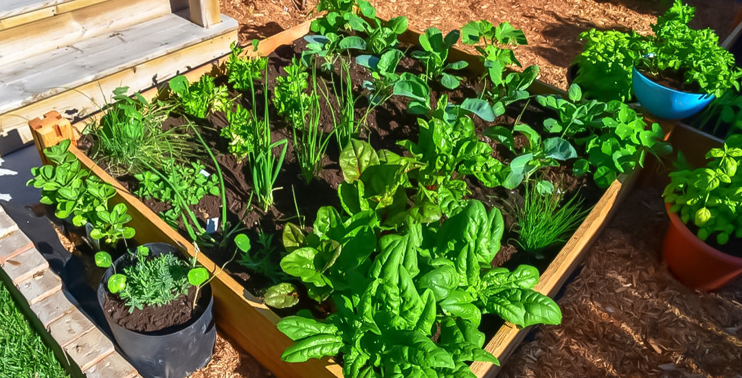 How To: Square Foot Vegetable Gardens