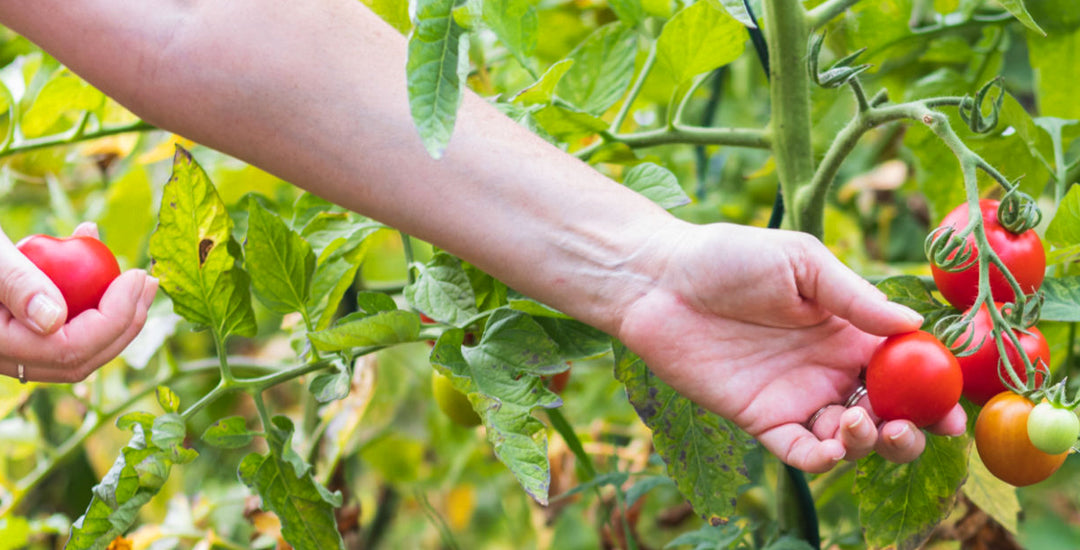 Organic Gardening: A Sustainable and Healthy Approach