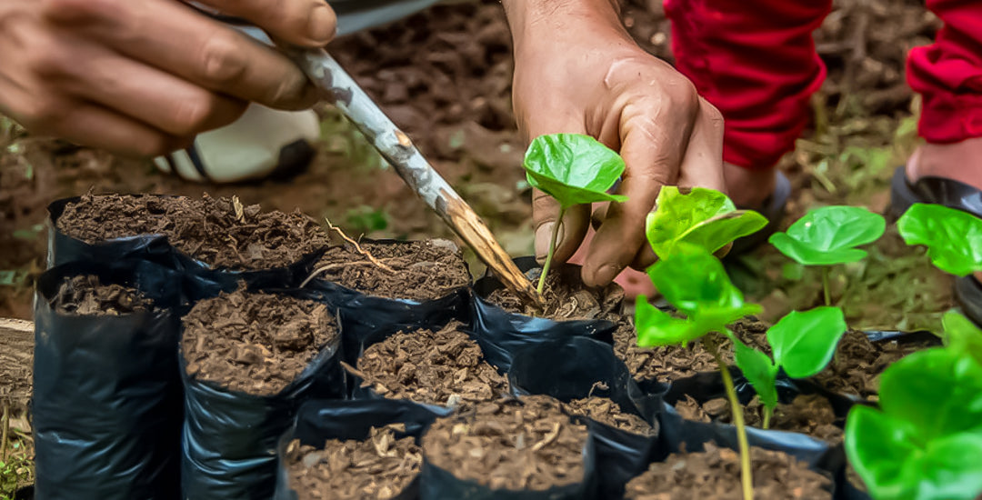 Sustainability NOW: Climate Change Gardening