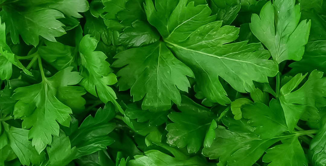 Tips for growing Click and Grow parsley: