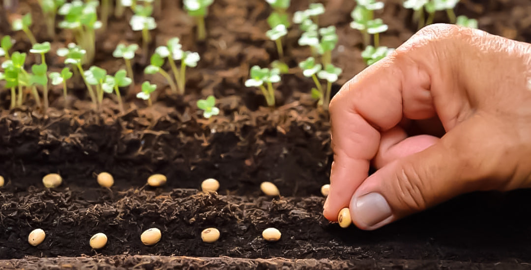 How to plant vegetable seeds: