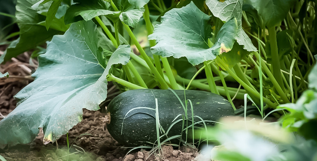 Growing Zucchini: Tips for Planting, Care, and Harvesting