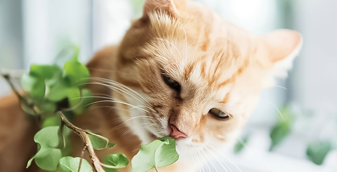 10 Non-Toxic Indoor Plants for Those with Pets