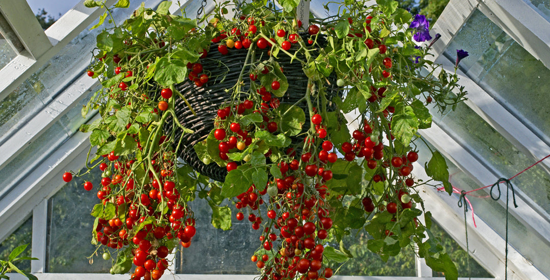 Vegetables You Can Grow in a Hanging Basket