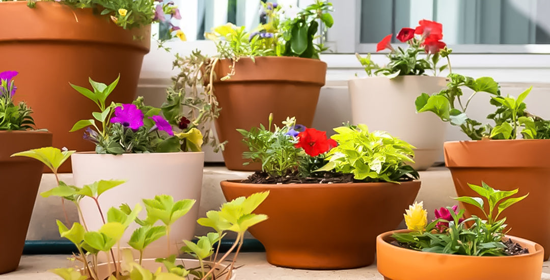 Beginners Guide to Container Gardening