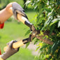 Tree Trimming