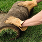 Zoysia