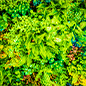 Vertical Gardens