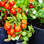 Vegetable Container Arrangements