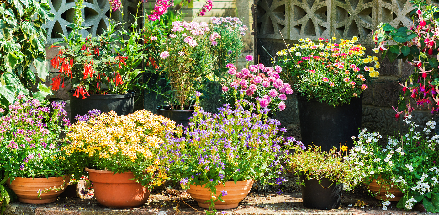 patio container garden