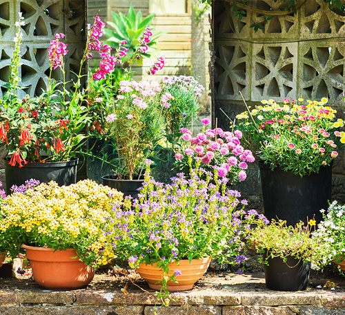 patio container garden