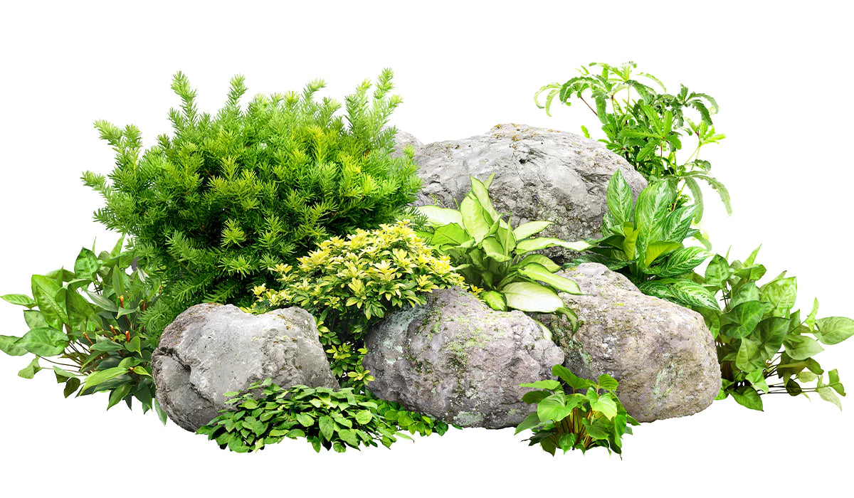Rock Gardens