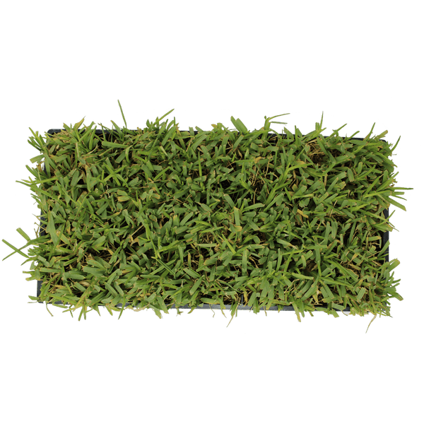 St. Augustine SOD