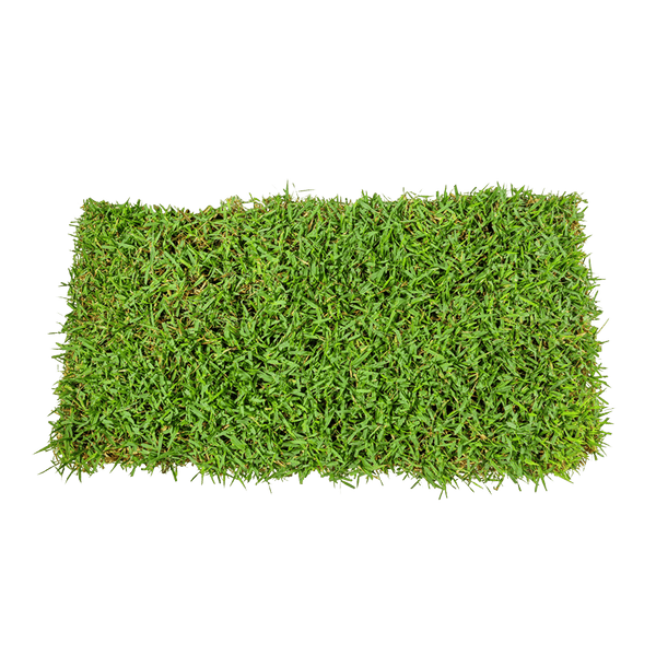 Empire Zosia SOD