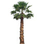 Palm Tree Pruning And Trimming