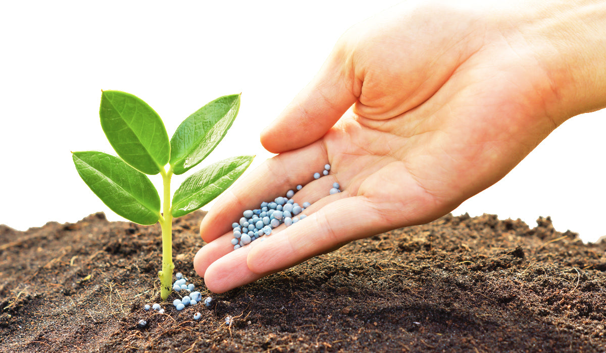 Plant food