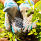 Tree Fertilizing